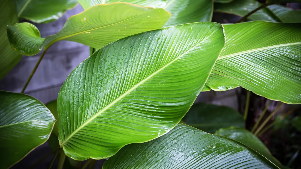 blog-leaves